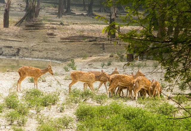Bhadra Widlife Sanctuary in Karnataka