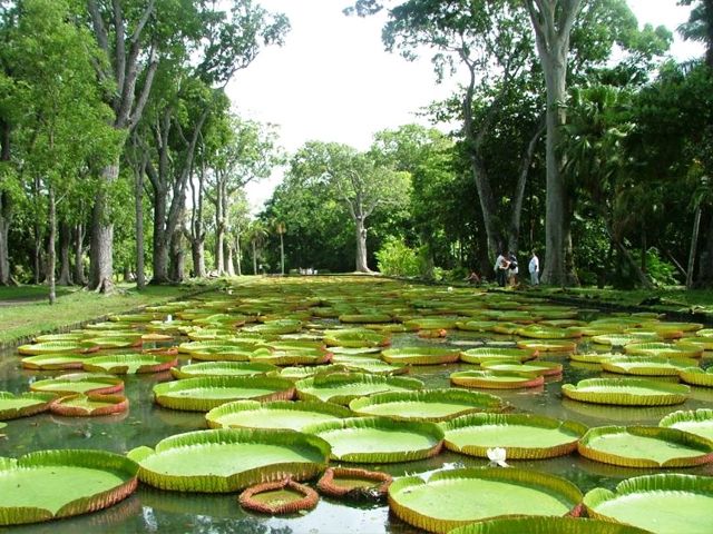 botanical-garden-of-Pamplemousses