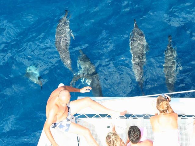 dolphin-watching