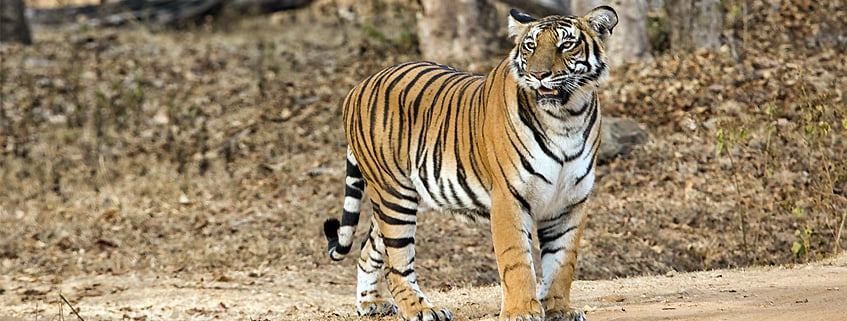 Wildlife sanctuaries in Karnataka