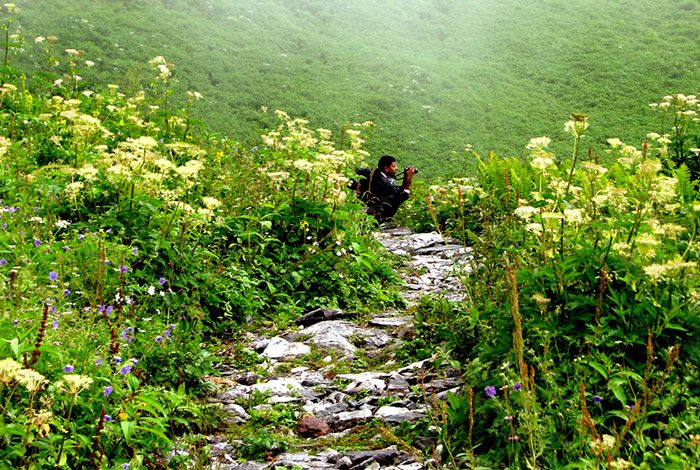 valley-of-flower-uk