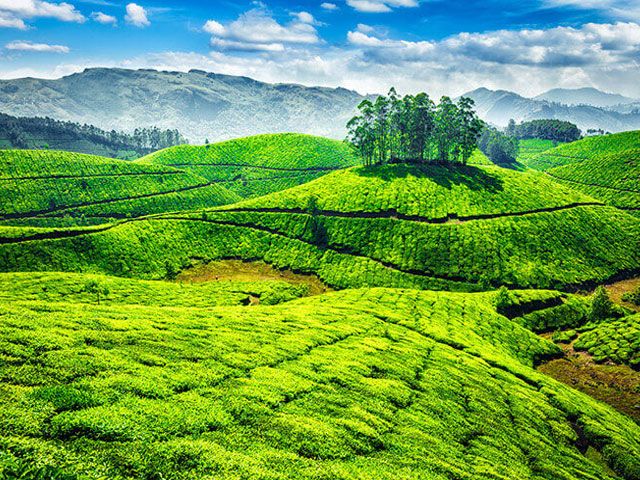Munnar Tea Plantations