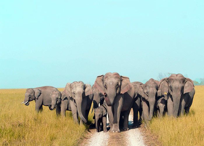 Rajaji-National-Park