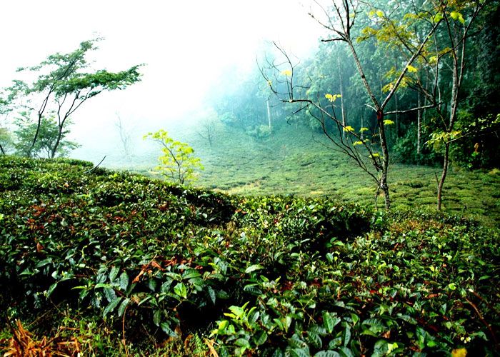 tea-Estate-in-Kausani