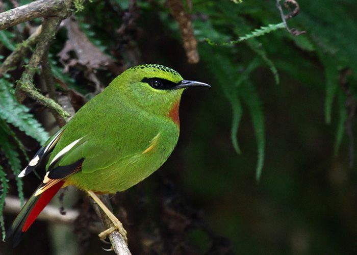 Bird-Watching-in-Kewzing
