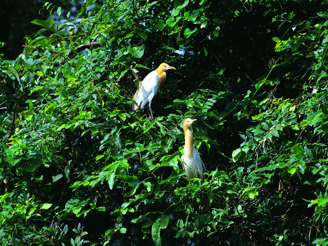 Pakshipathalam Bird Sanctuary