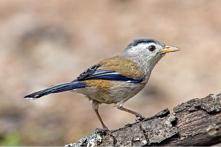 Take Your Binoculars For Birdwatching
