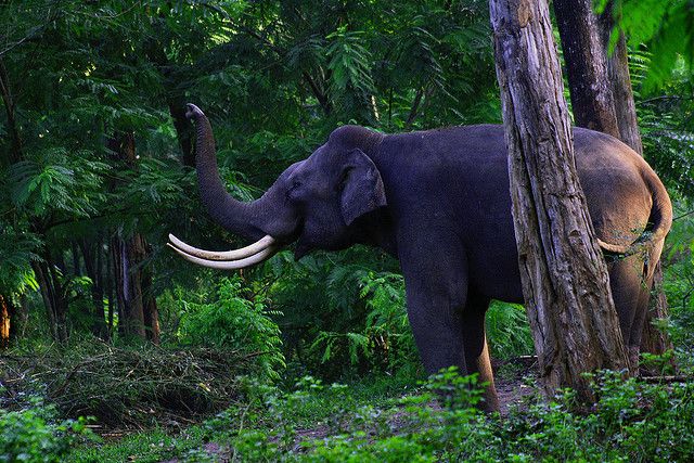 Wayanad Wildlife Sanctuary: things to do in wayanad