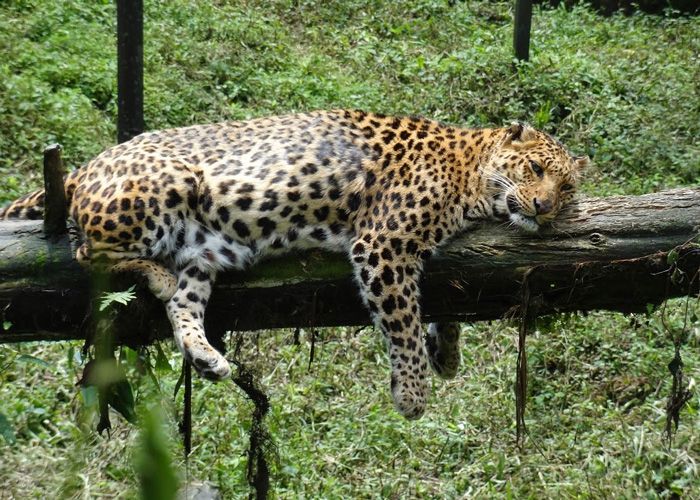 sikkim-zoo-in-norhteast