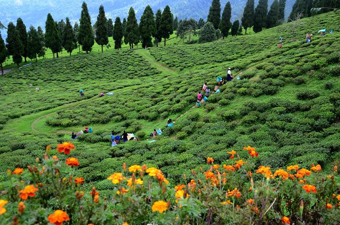 temi-tea-garden-gangok