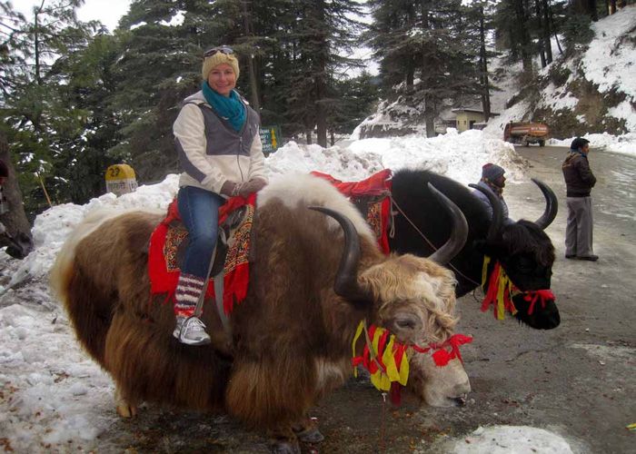 yak-ride
