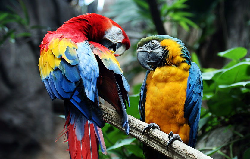 Excursion-to-Parrot-Island