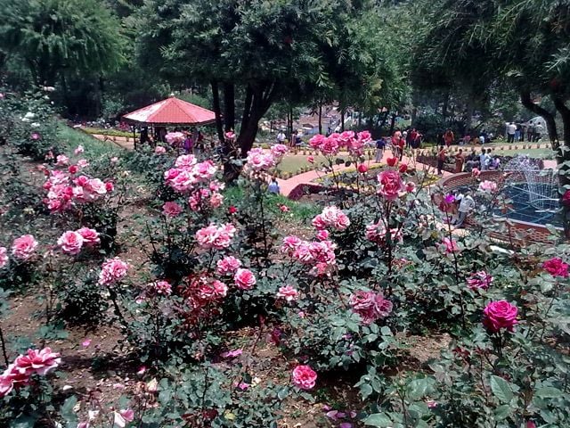 Rose Garden