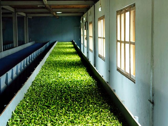 The Tea Museum