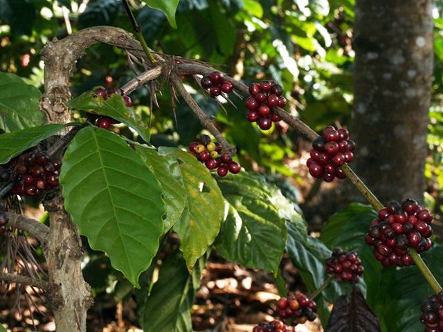 Coffee Plantation Visit