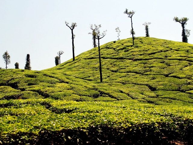 Kudremukh and Coffee Estates