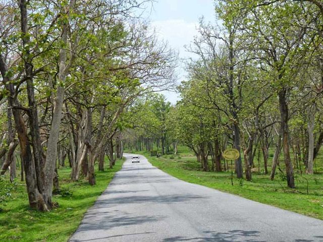 Masinagudi