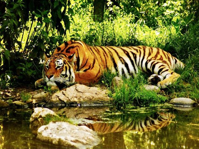 Pushpagiri Wildlife Sanctuary
