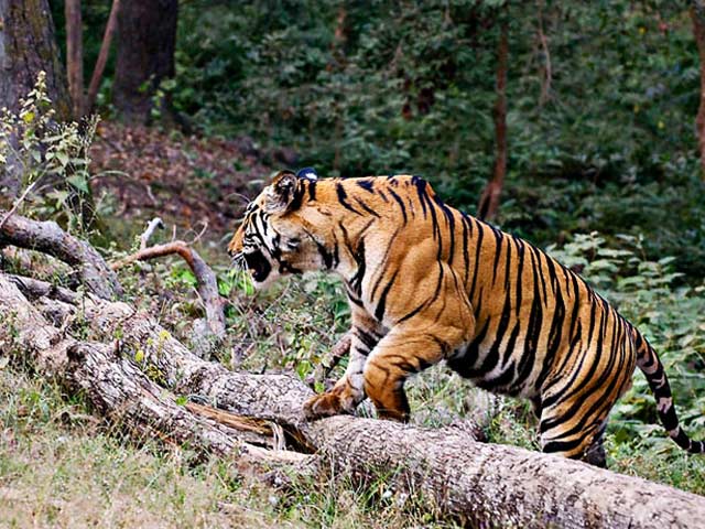 Dandeli Wildlife Sanctuary
