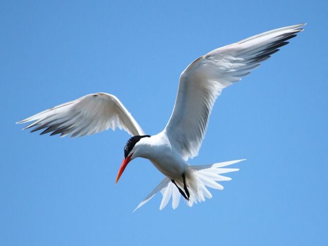 goa-bird