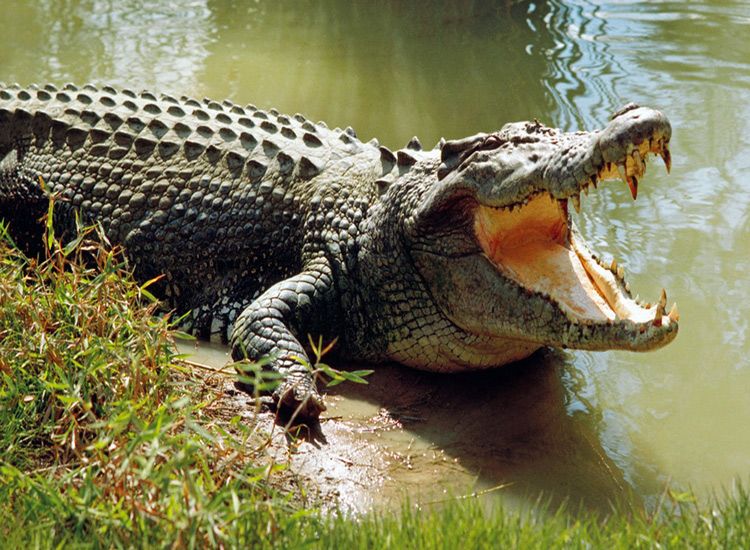 bhitarkanika-wildlife-sanctuary