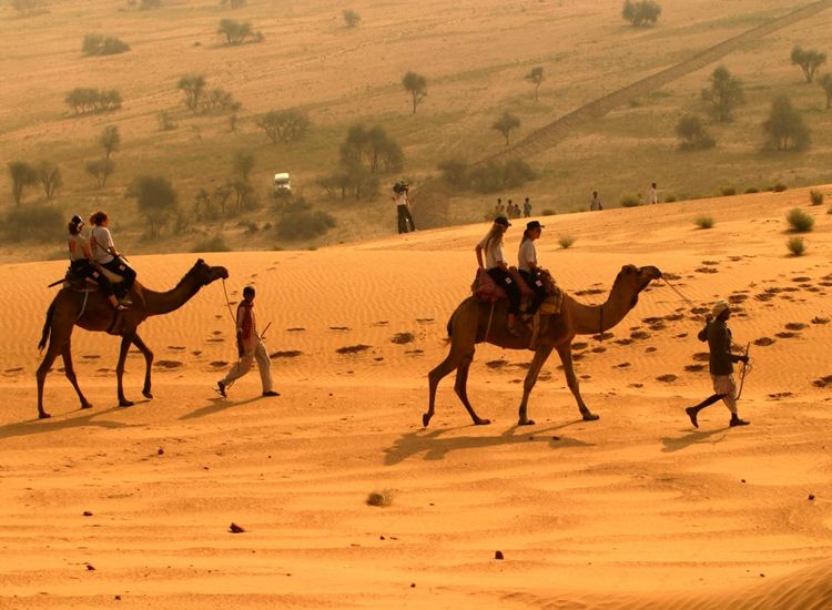 Wildlife-Safari-at-Desert-park