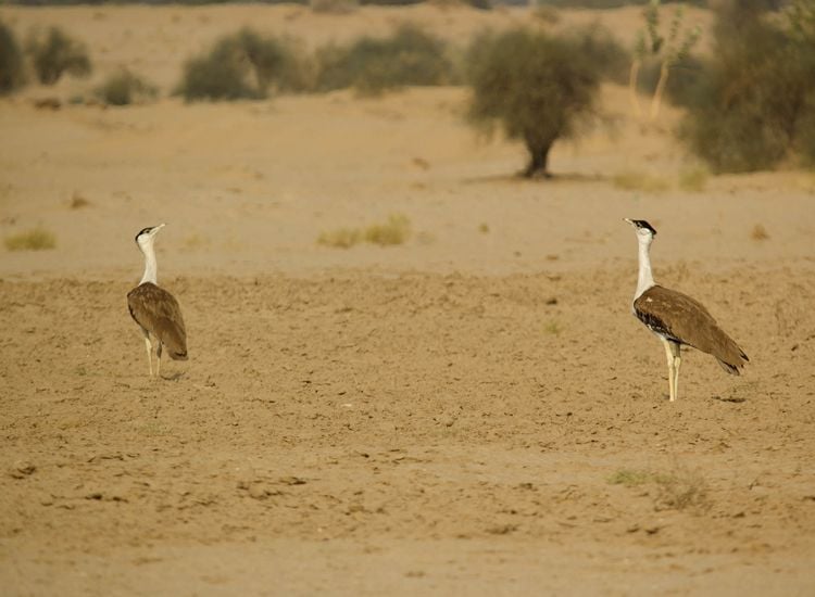 Great-bustard-in-thar