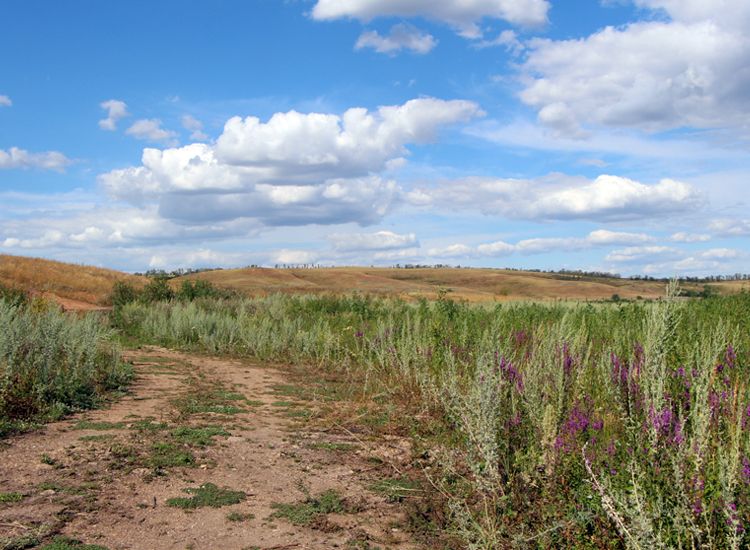 Vegetation-in-thar