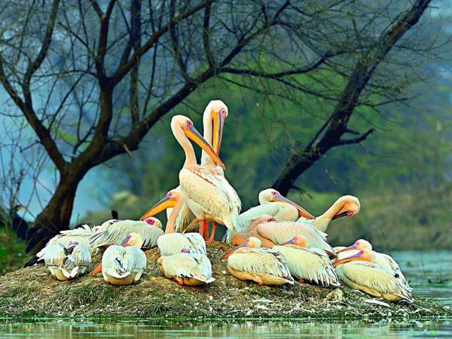 Keoladeo Ghanan National Park, Bharatpur