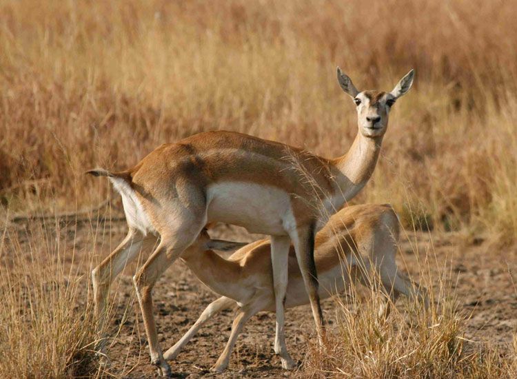 Wildlife in Rajasthan