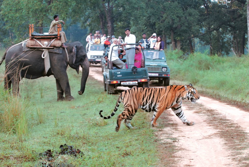 Wildlife Safari in Corbett National Park