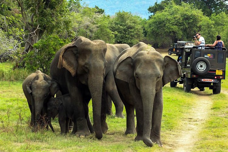 Wildlife-Safari-in-Periyar