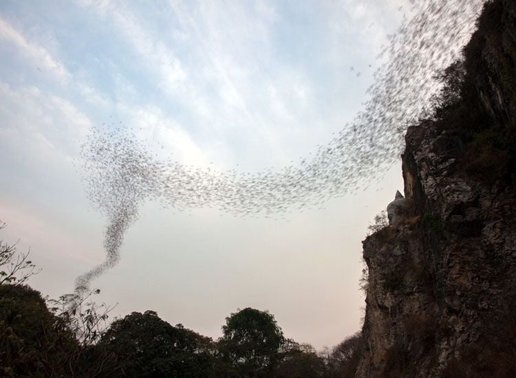 Battambang Bat Caves in Cambodia