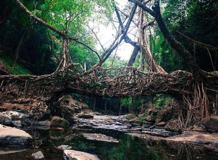 Mawlynnong in Meghalaya 