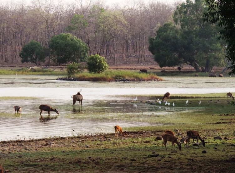 Tadoba in Maharashtra