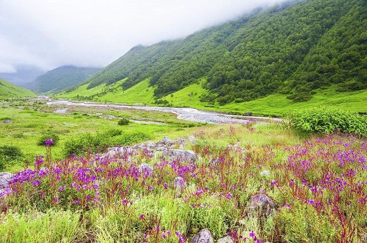 Valley of Flowers, Uttarakhand: Offbeat Destinations in India