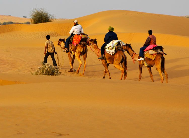 Camel Safari in Rajasthan