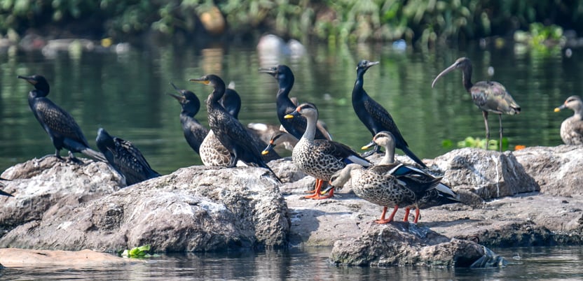 Salim Ali Bird Sanctuary