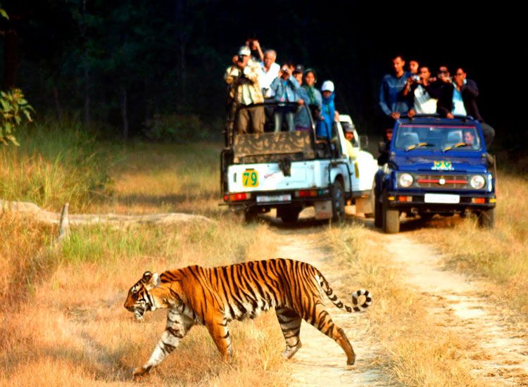 Jim Corbett National Park