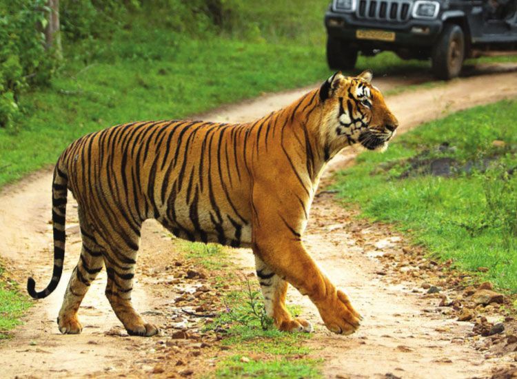 Bandipur National Park in Karnataka