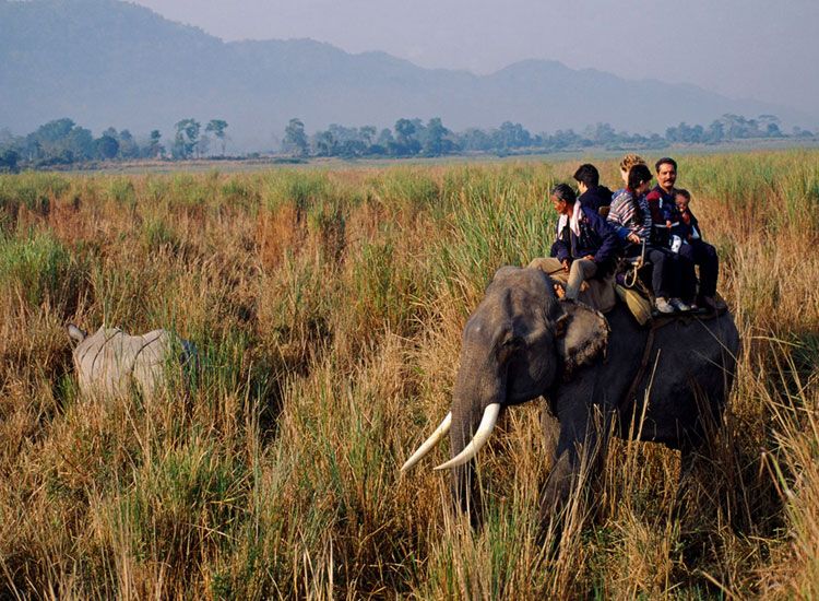 kaziranga national park