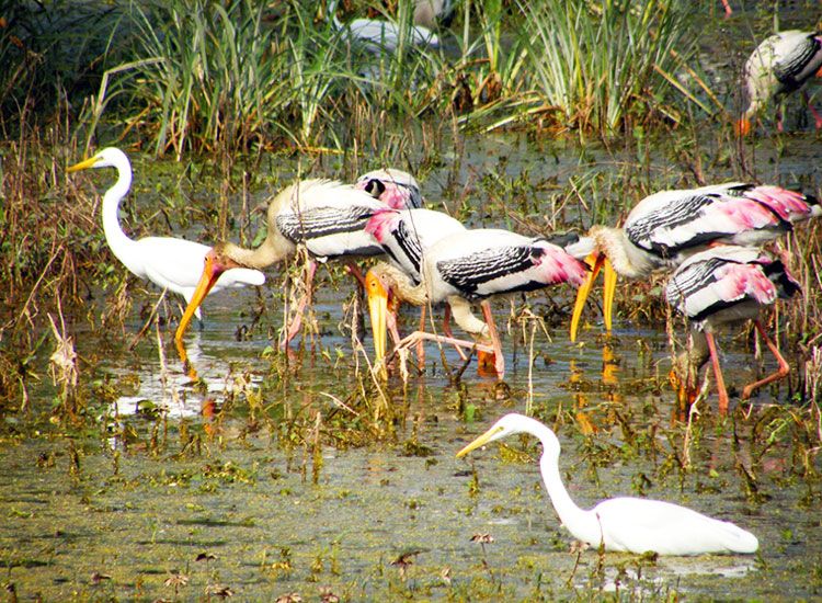 keoladeo national park