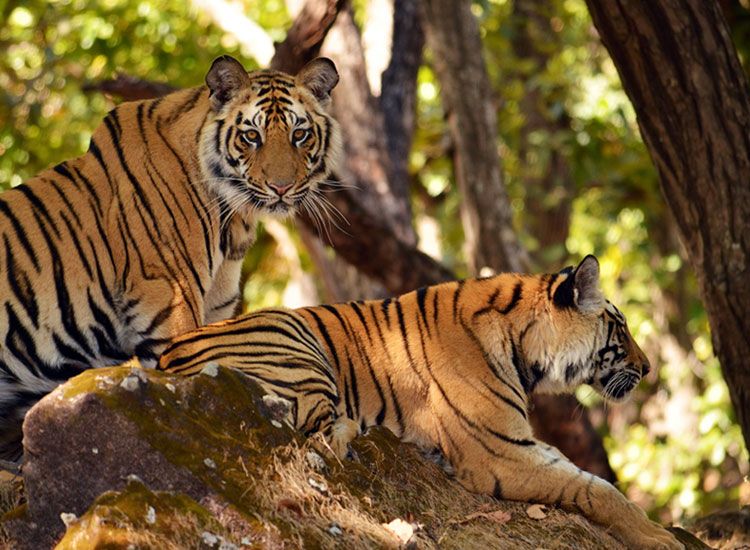manas wildlife sanctuary