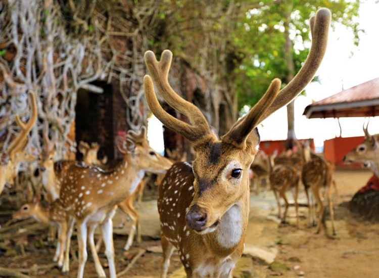 mini-zoo-andaman