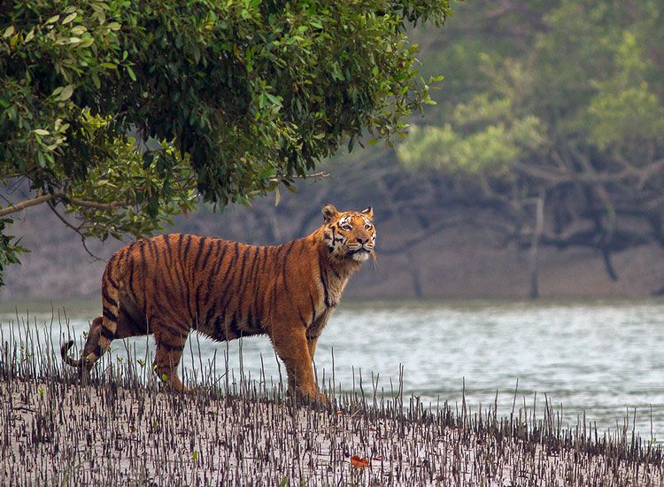 sundarban national park,
