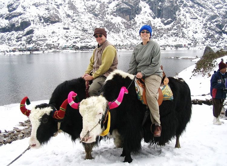yak rides
