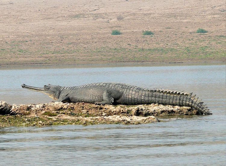 Ken Gharial Sanctuary