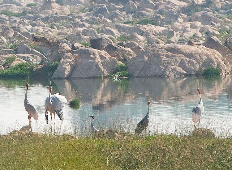 Panna National Park