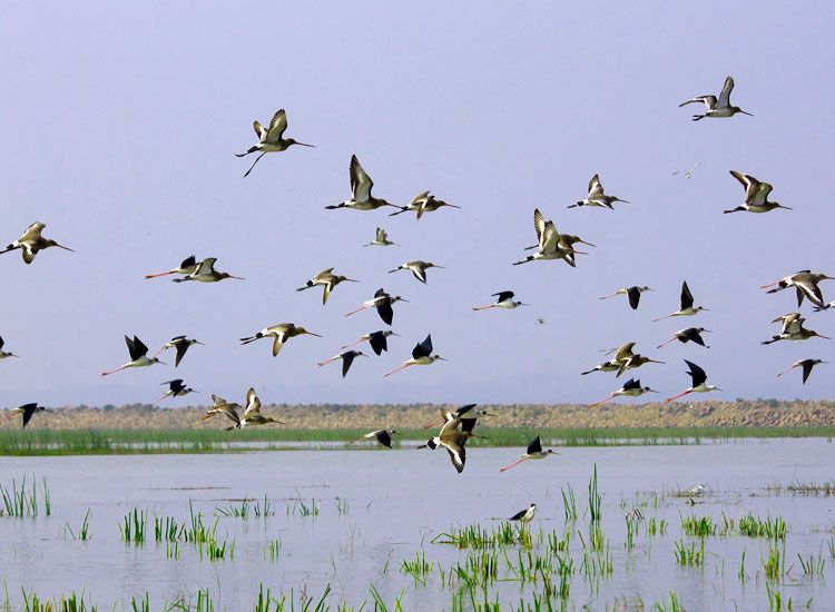 Chilika-Lake