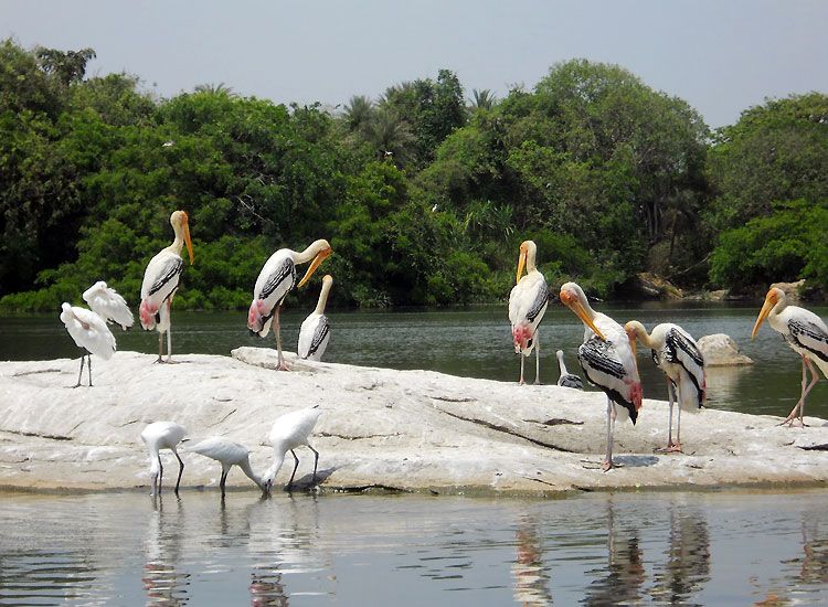Kumarakom-Bird-Sanctuary